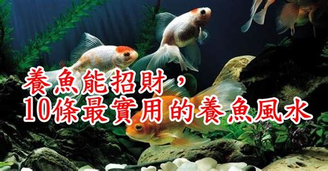 魚一直死風水|養魚能招財，10條最實用的養魚風水（你一定要知道）。